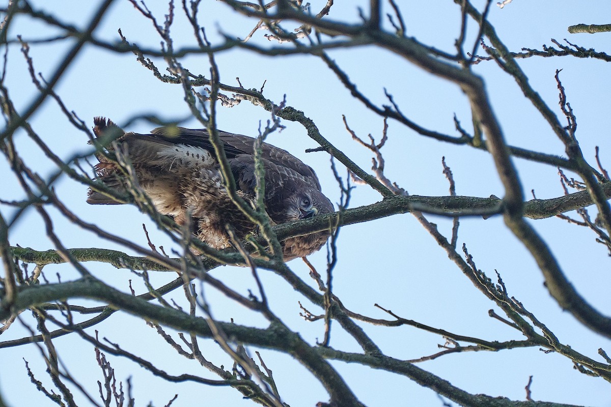 Mäusebussard - ML647014293