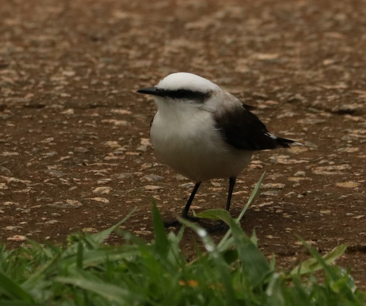 Graurücken-Wassertyrann - ML647014294