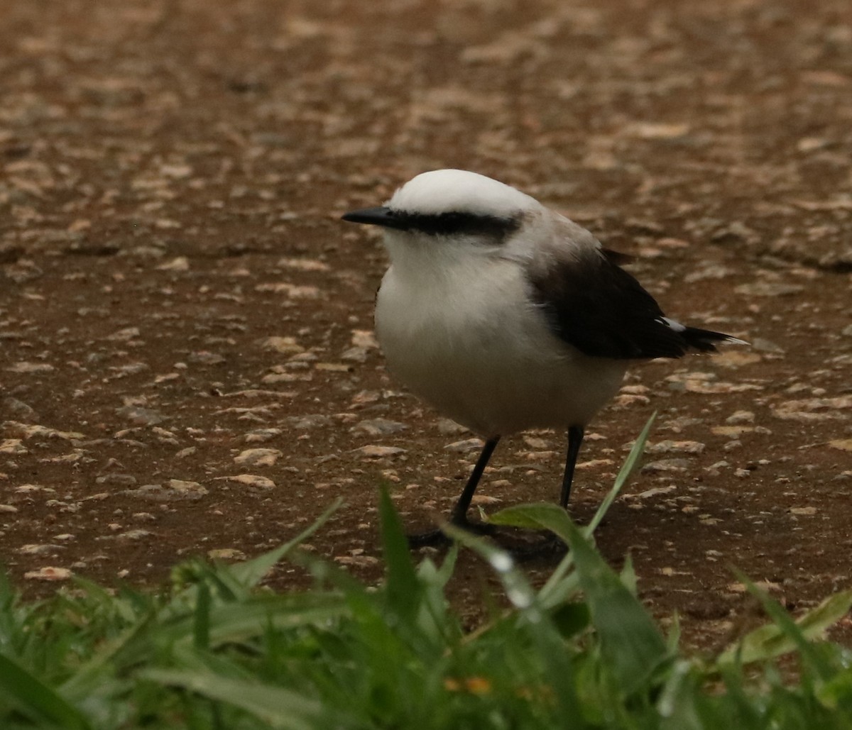 Graurücken-Wassertyrann - ML647014295