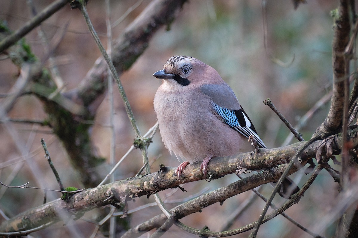 Eichelhäher - ML647014297