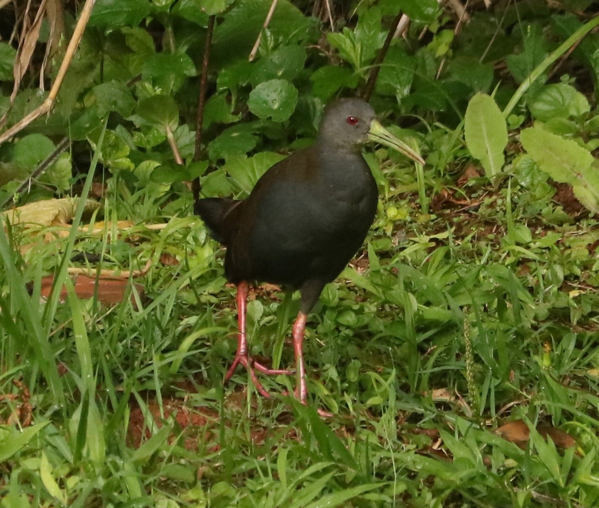 Dunkelralle - ML647014299