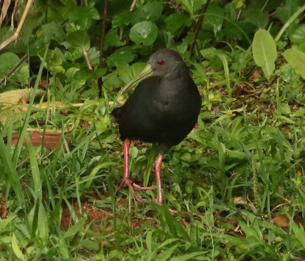 Dunkelralle - ML647014300