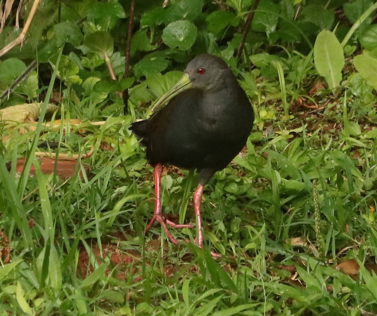 Dunkelralle - ML647014301