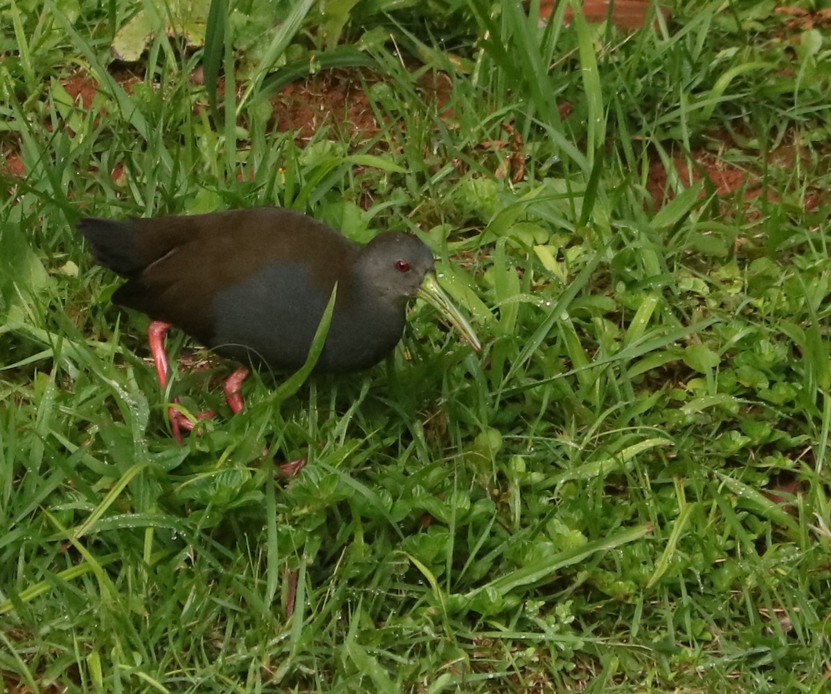 Dunkelralle - ML647014302