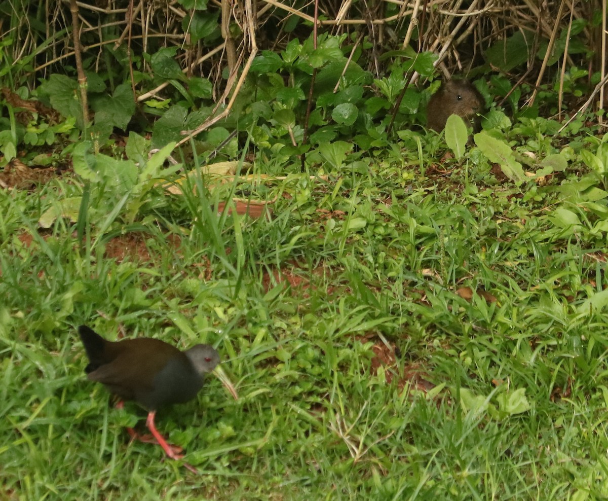 Dunkelralle - ML647014303