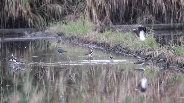 Kiebitz - ML647014304