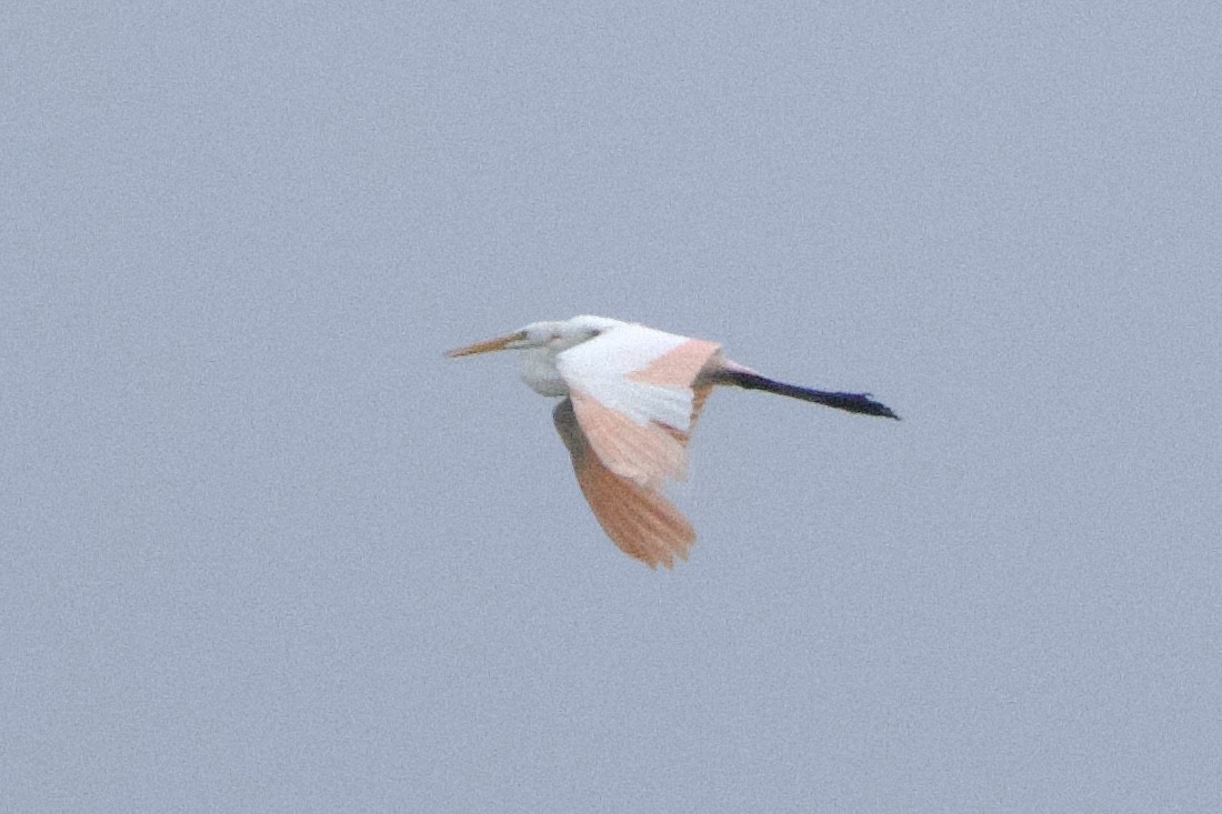 Silberreiher - ML647014305