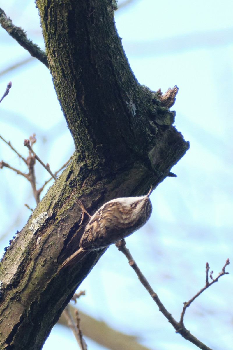 Waldbaumläufer - ML647014307