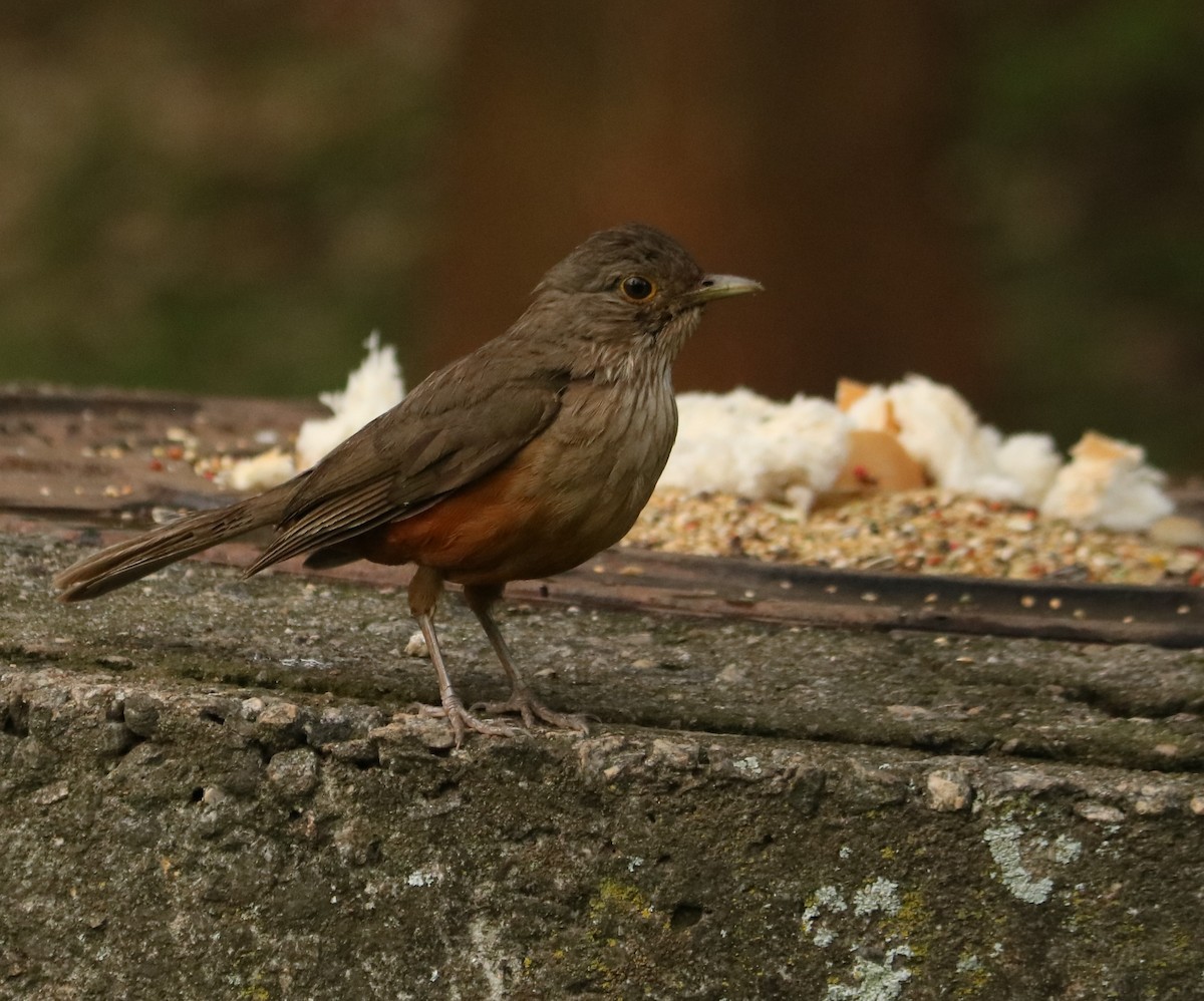 Rotbauchdrossel - ML647014308