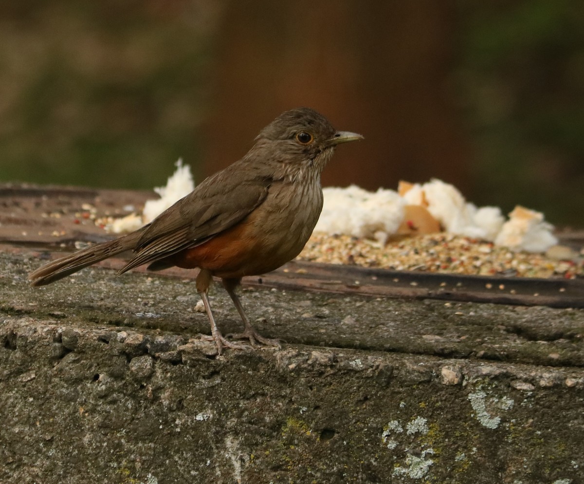 Rotbauchdrossel - ML647014309