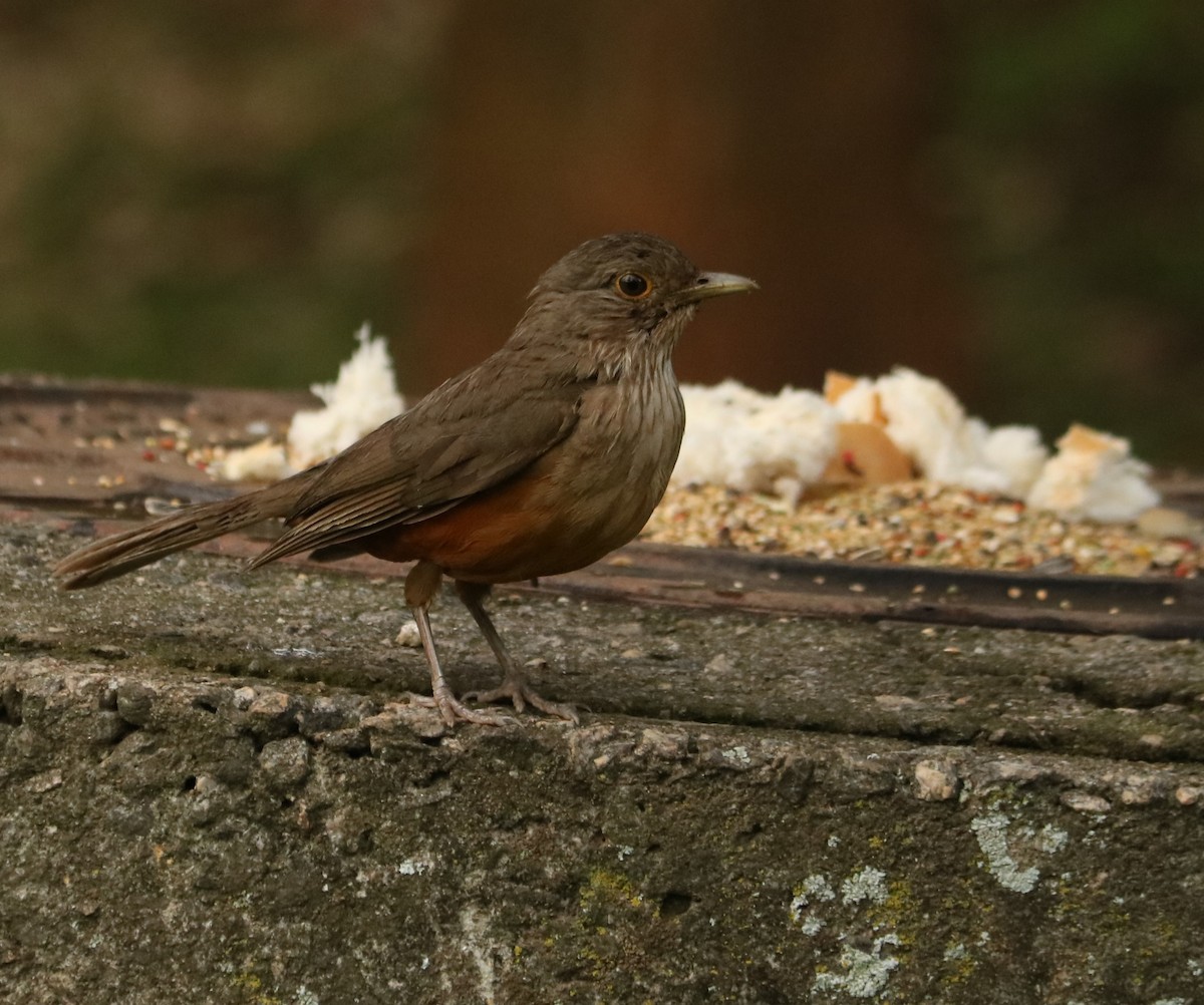 Rotbauchdrossel - ML647014310