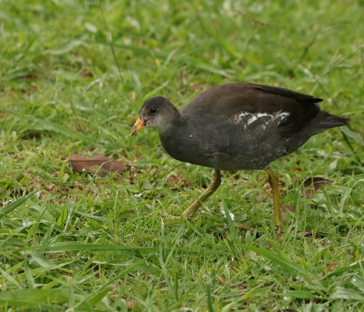 Amerikateichhuhn - ML647014311