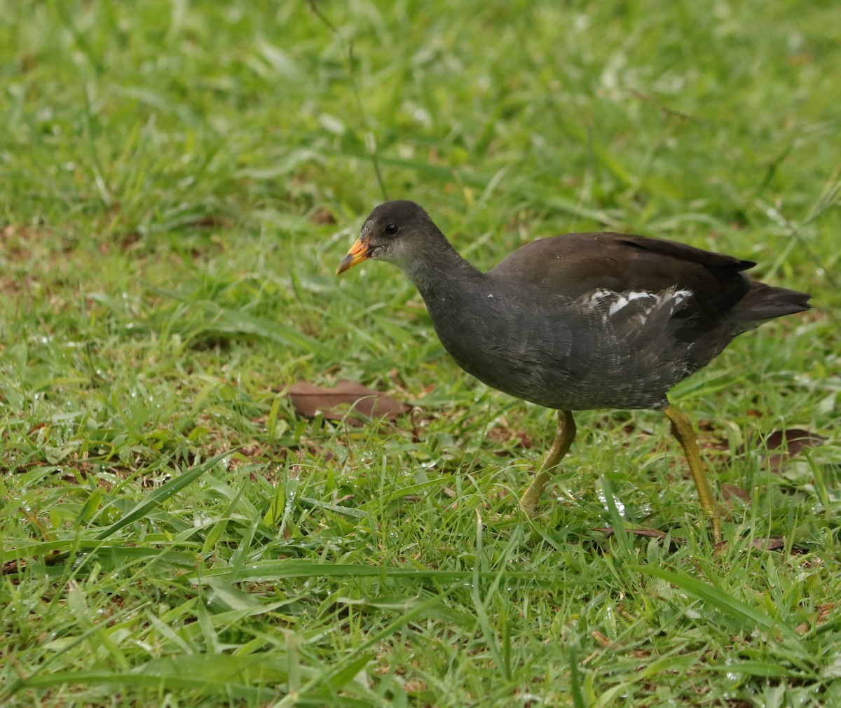 Amerikateichhuhn - ML647014312