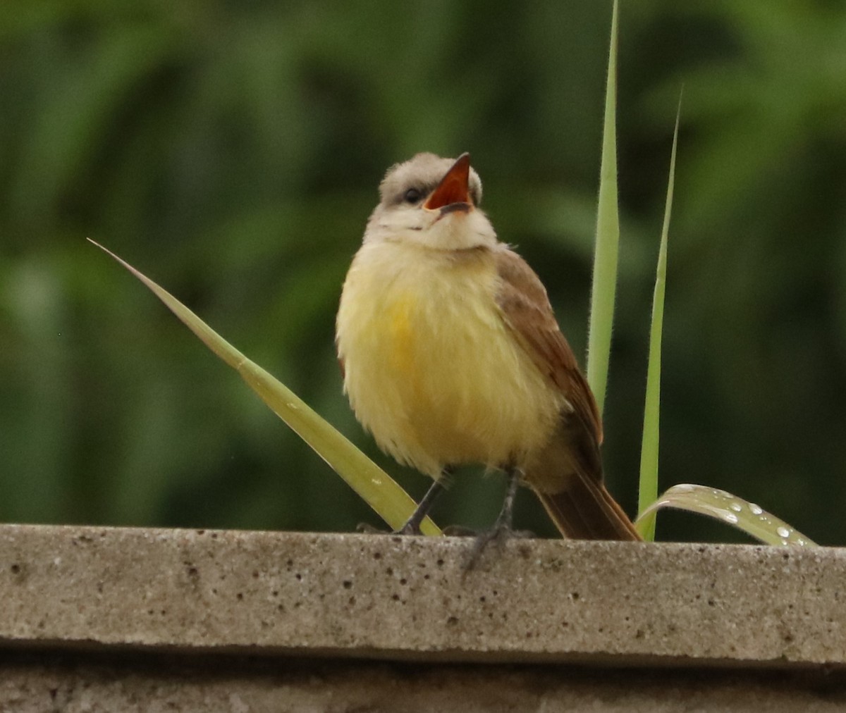 Graslandtyrann - ML647014313