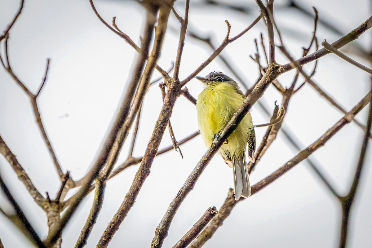 Grauscheitel-Breitschnabeltyrann - ML647014314
