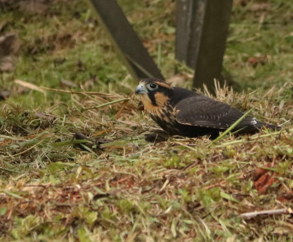 Сокіл мексиканський - ML647014316