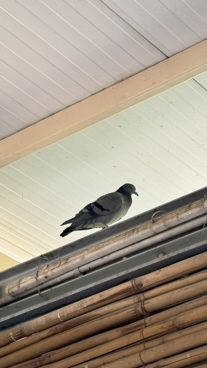 יונת בית - ML647014319