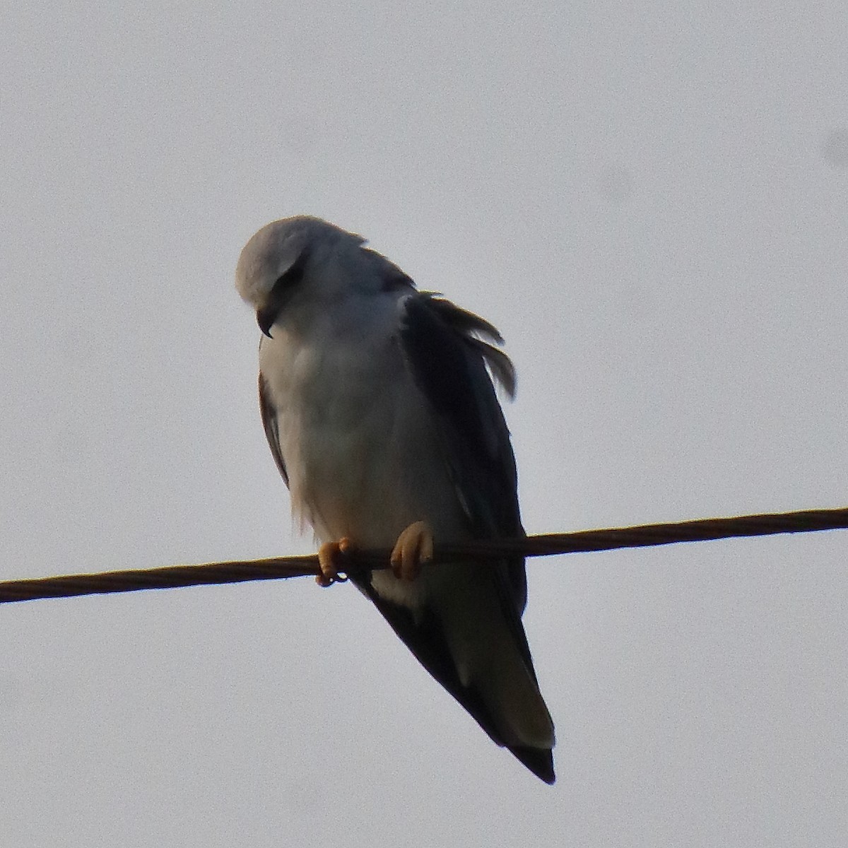 Black-winged Kite - ML647014355