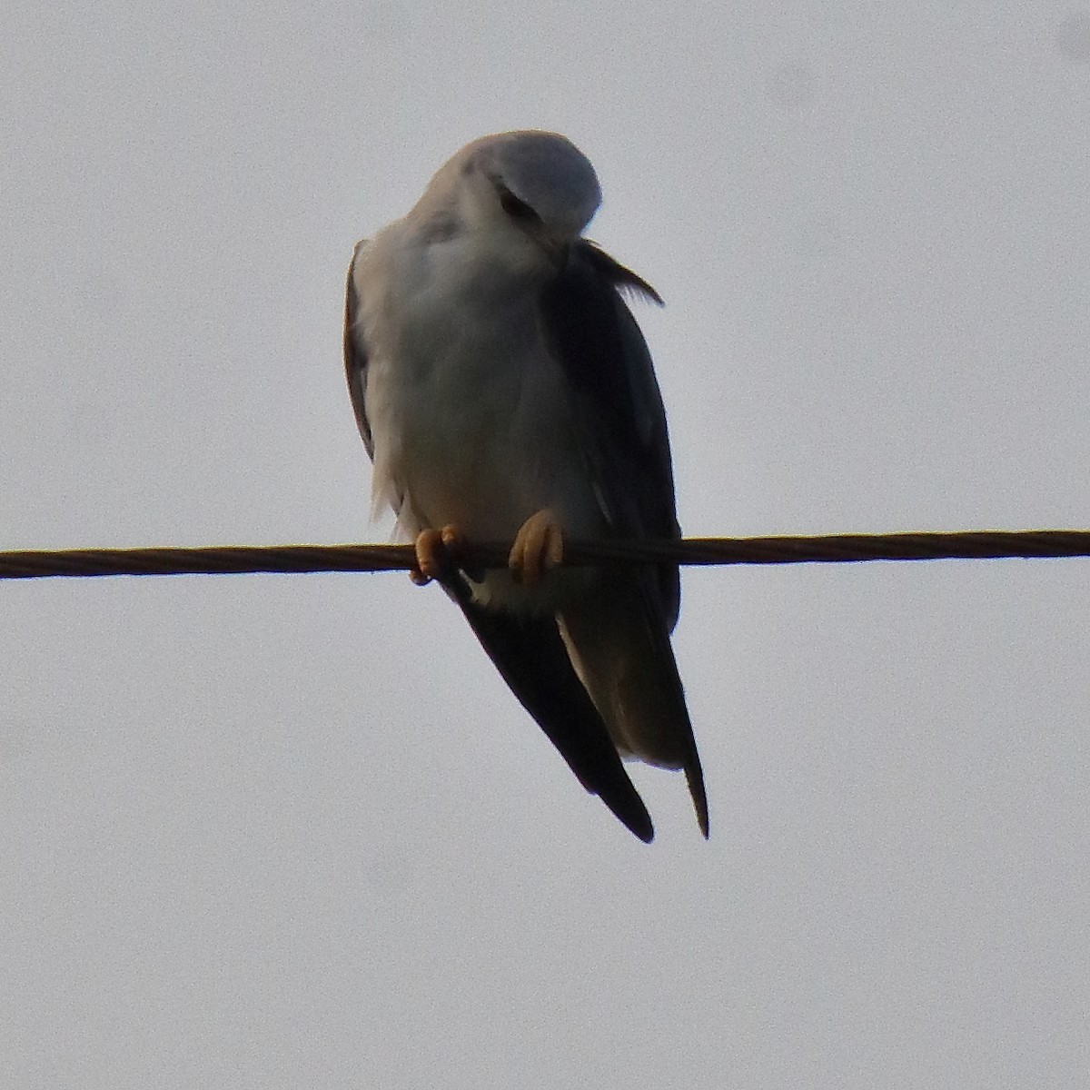 Black-winged Kite - ML647014356