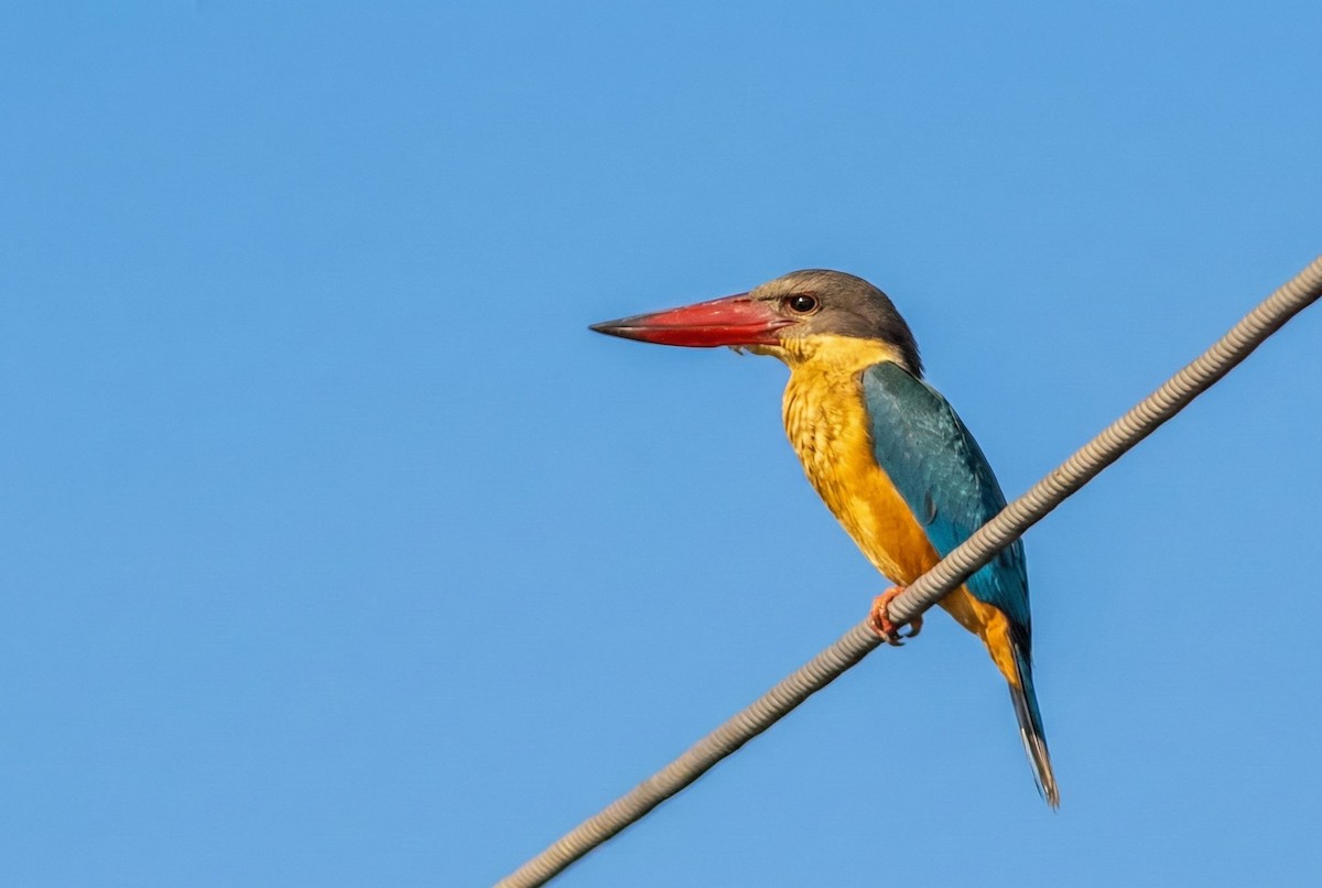 ledňáček čápozobý - ML647014367