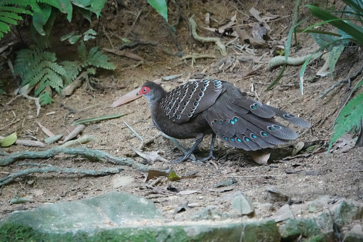 Hainan Peacock-Pheasant - ML647014372