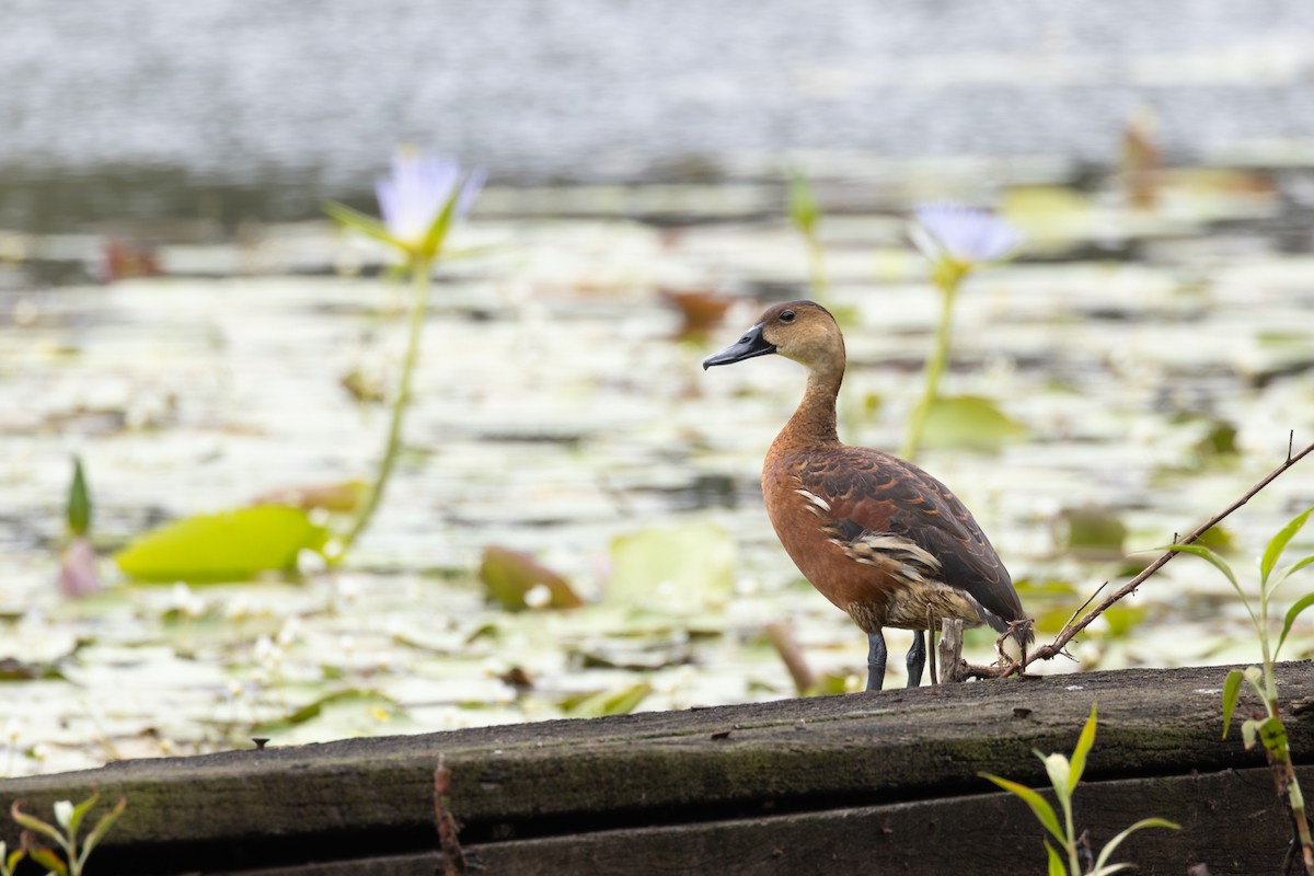Dendrocygne à lunules - ML647014379