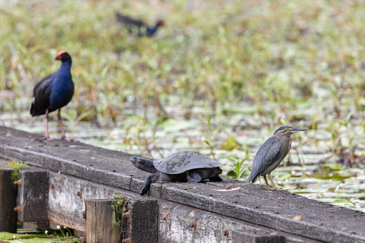 Little Heron - ML647014390