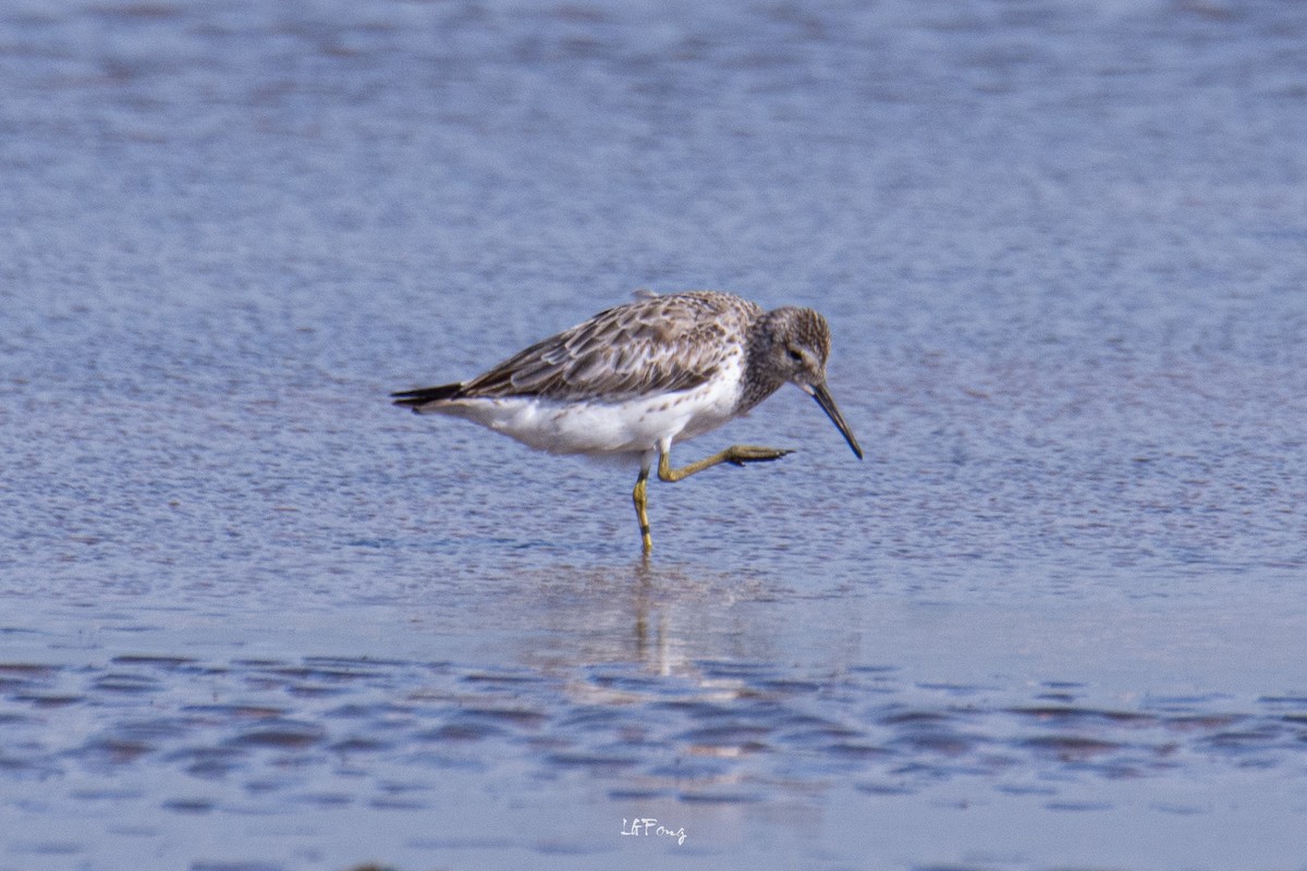 Great Knot - ML647014391