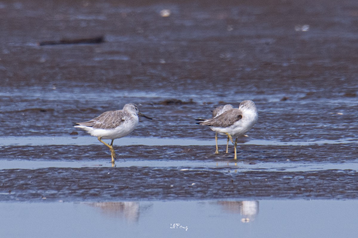 Common Greenshank - ML647014392