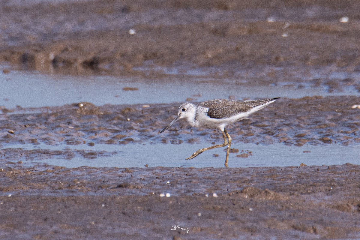 Common Greenshank - ML647014393