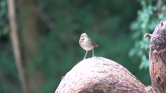 Rufous-tailed Robin - ML647014394