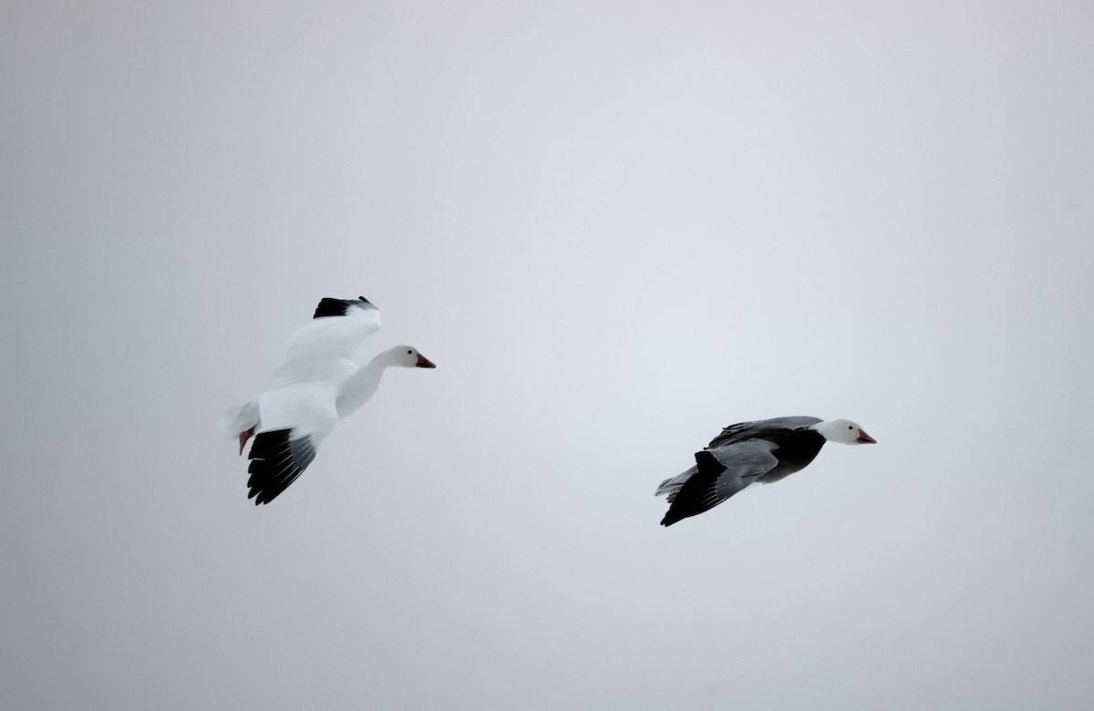 Oca delle nevi - ML647014395