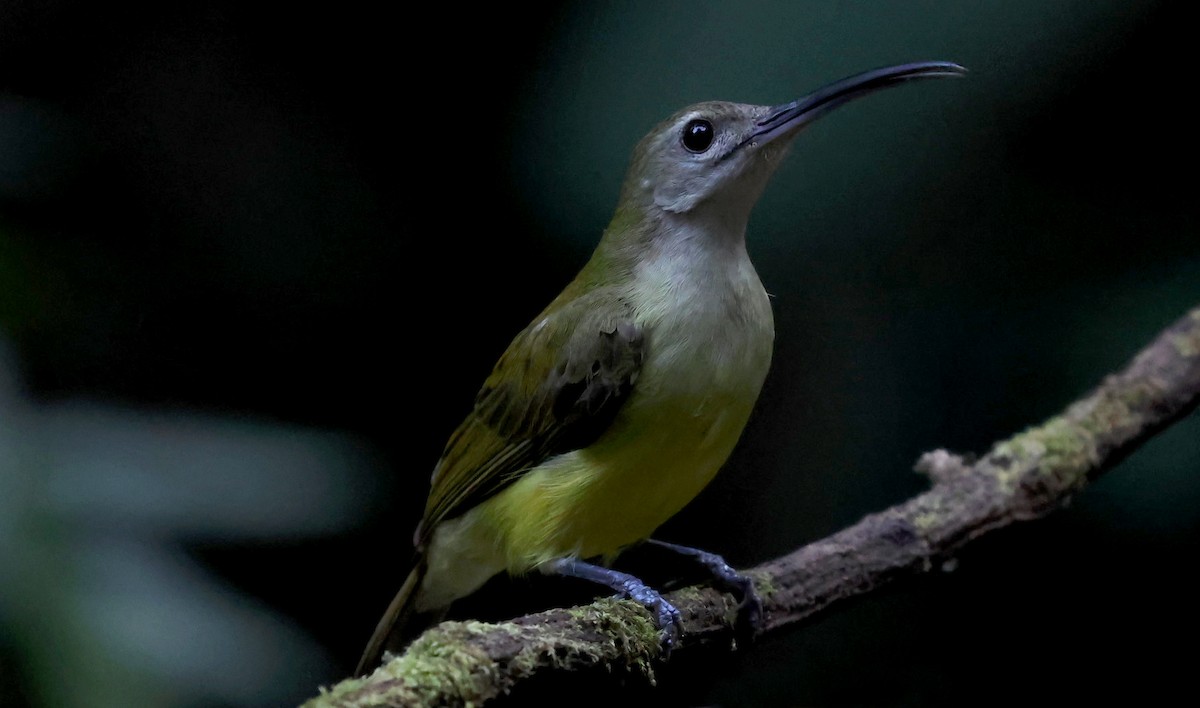 Little Spiderhunter - ML647014396