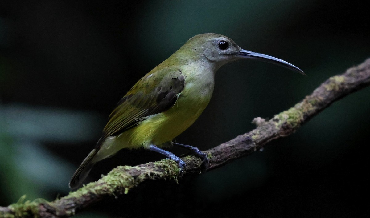 Little Spiderhunter - ML647014397