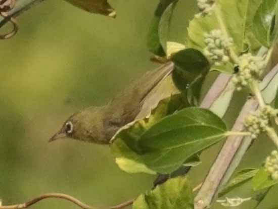 Abyssinian White-eye - ML647014398