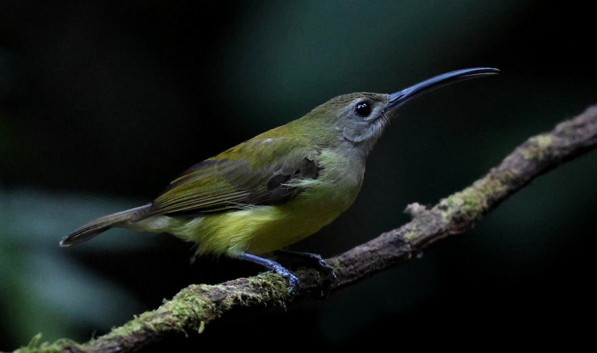 Little Spiderhunter - ML647014399