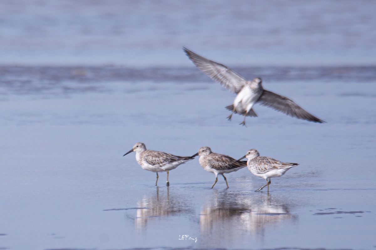 Great Knot - ML647014400
