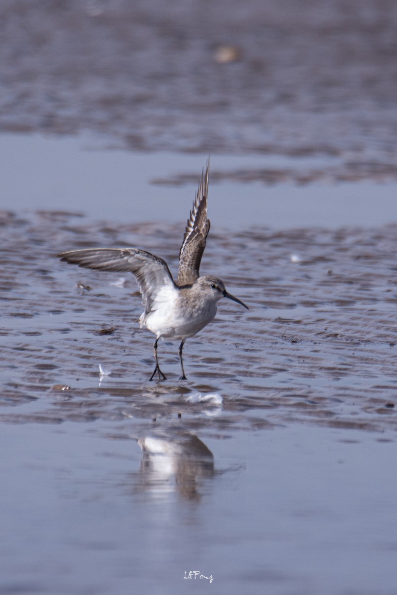 Curlew Sandpiper - ML647014401