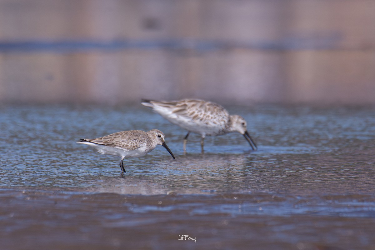 Great Knot - ML647014402