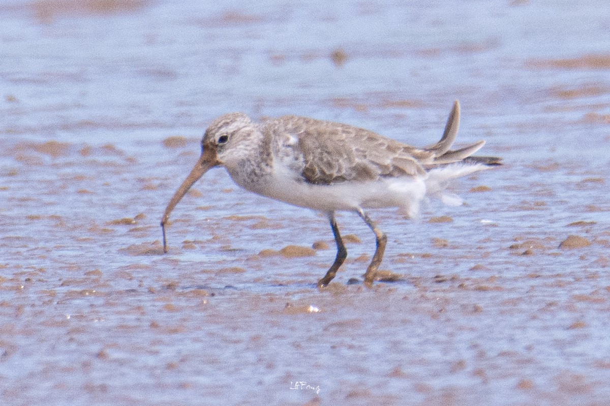 Curlew Sandpiper - ML647014403