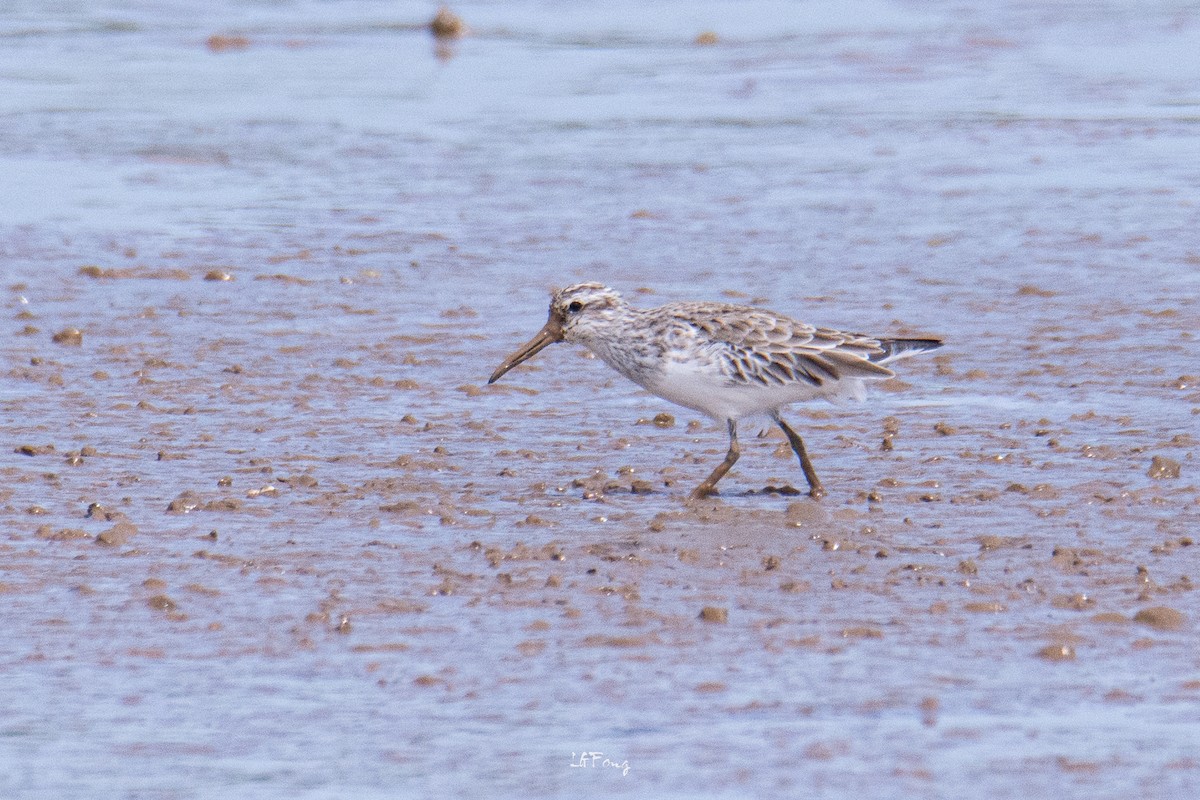 Broad-billed Sandpiper - ML647014404