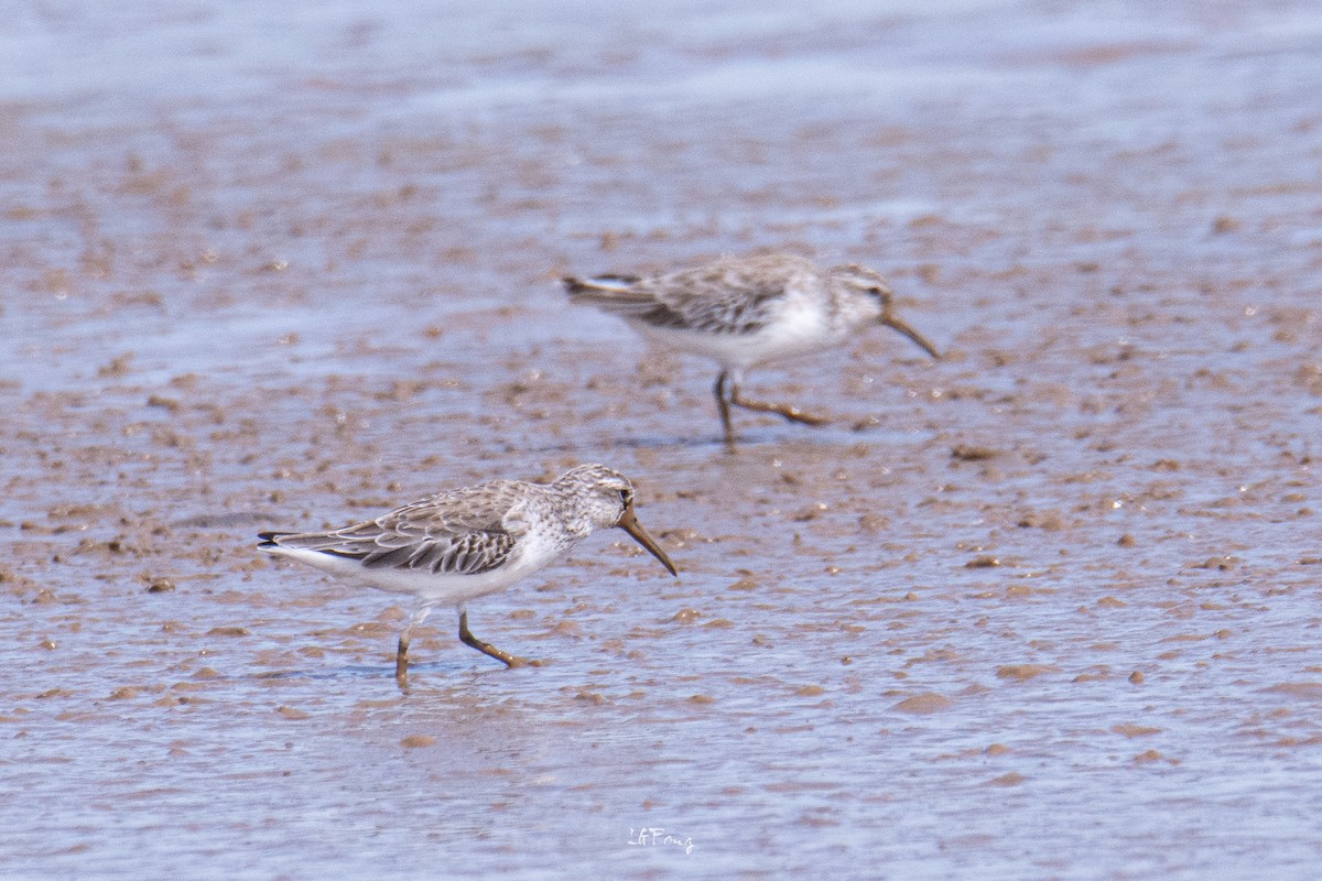 Broad-billed Sandpiper - ML647014405
