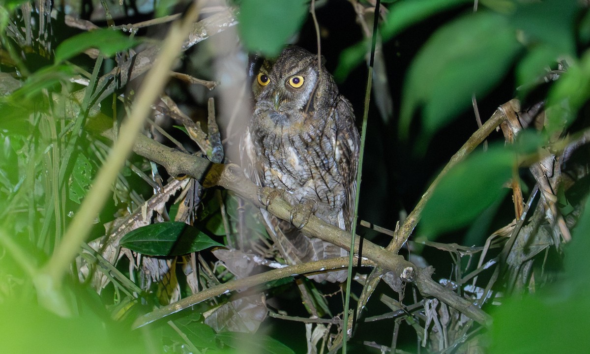 Tropical Screech-Owl - ML647014407