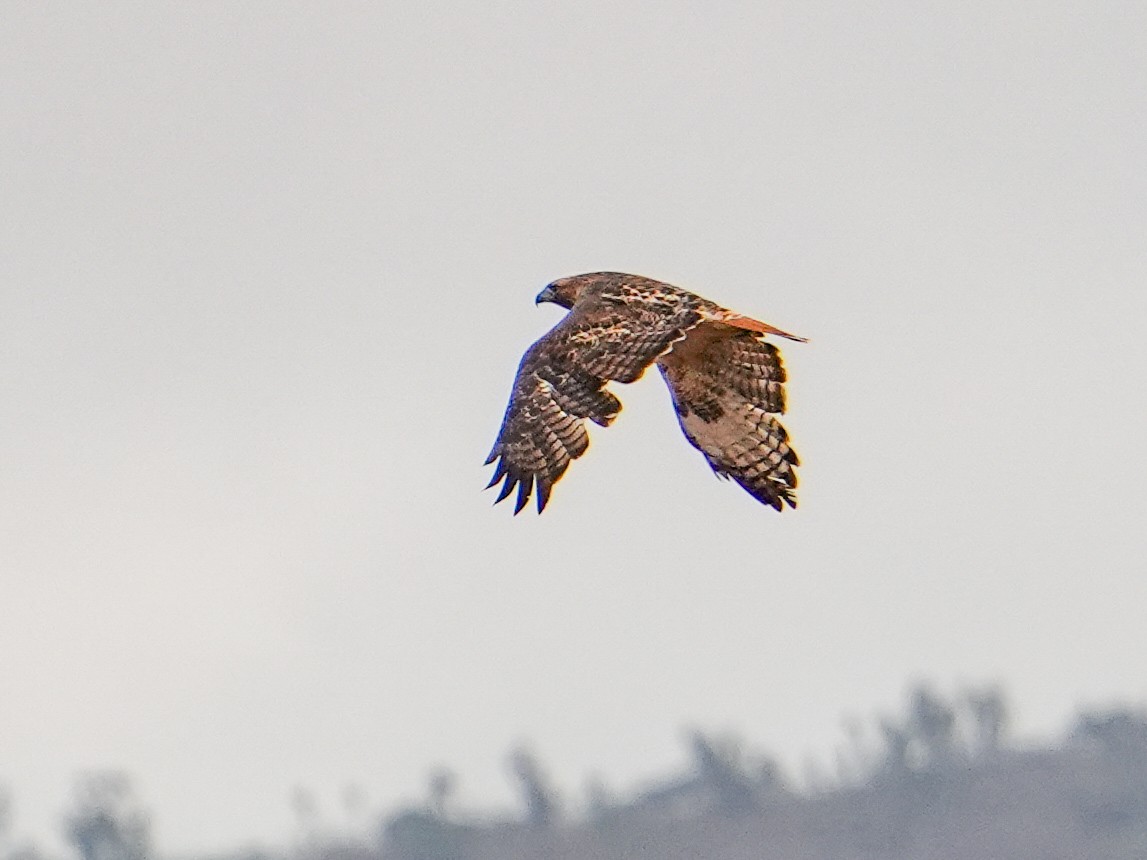 Red-tailed Hawk - ML647014409