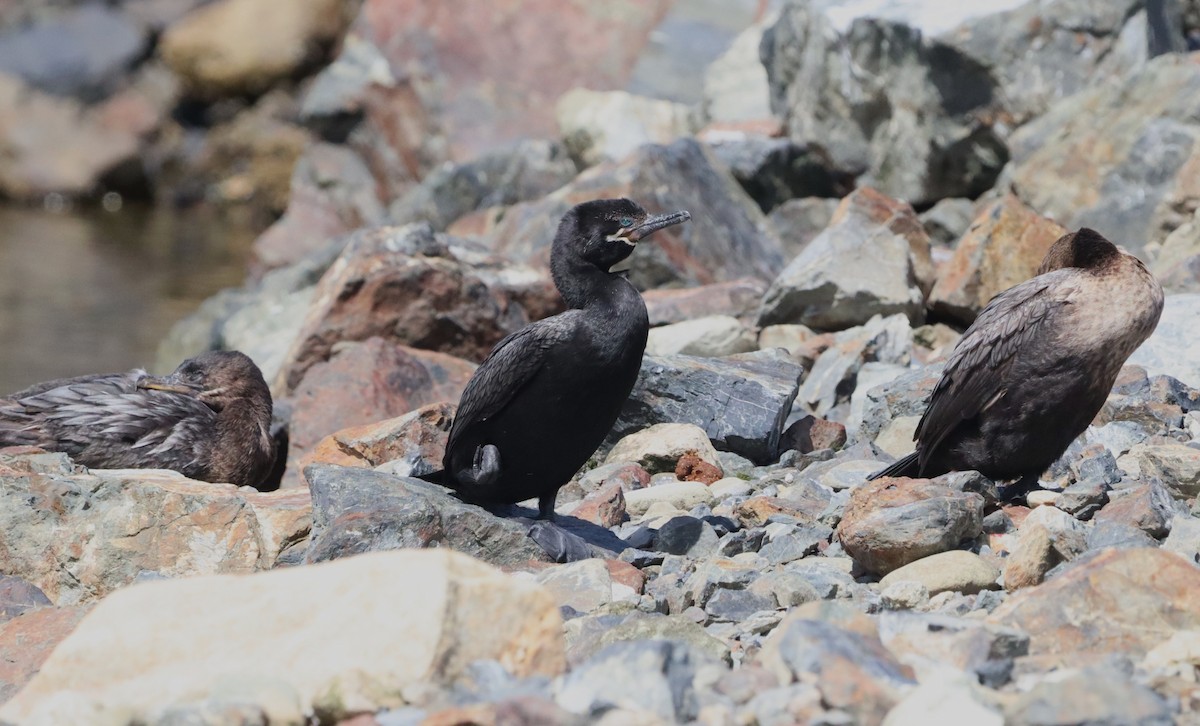 Neotropic Cormorant - ML647014410