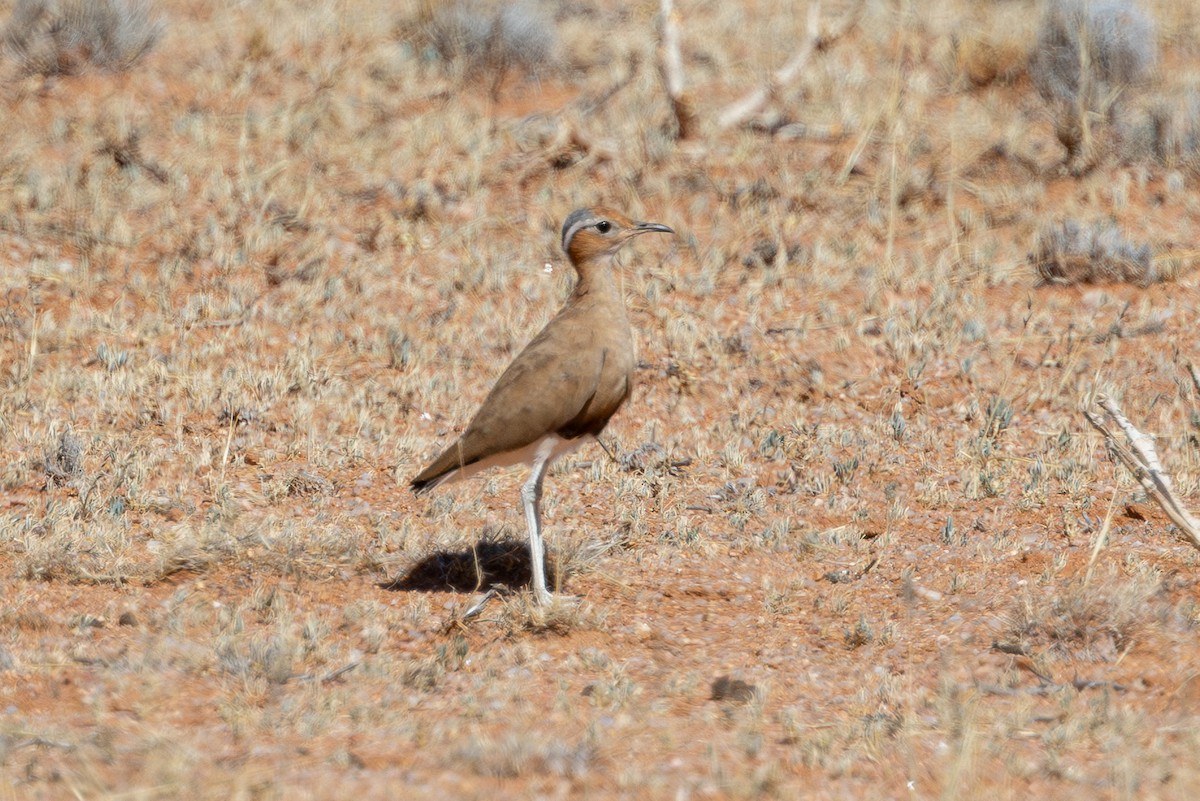 Burchell's Courser - ML647014411