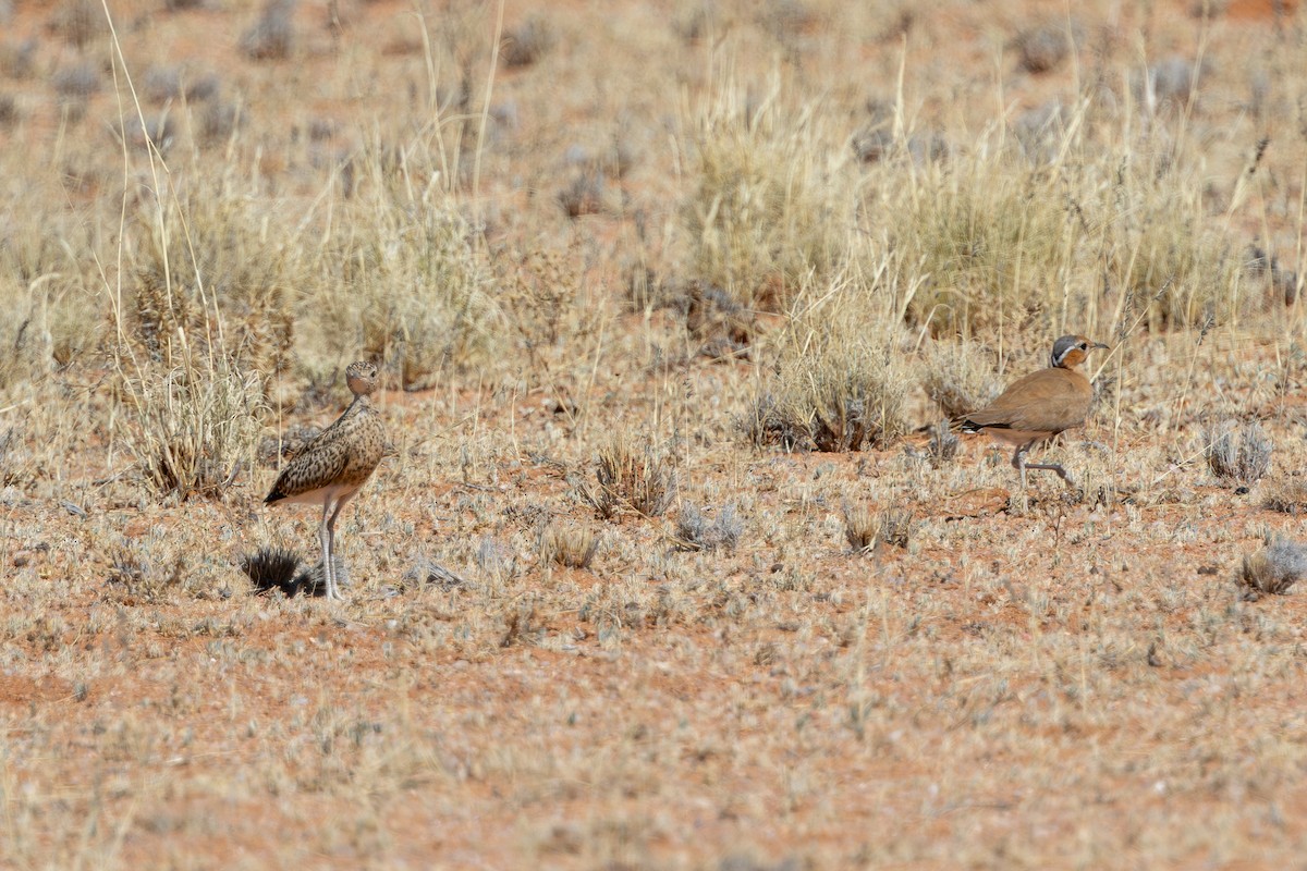 Burchell's Courser - ML647014412