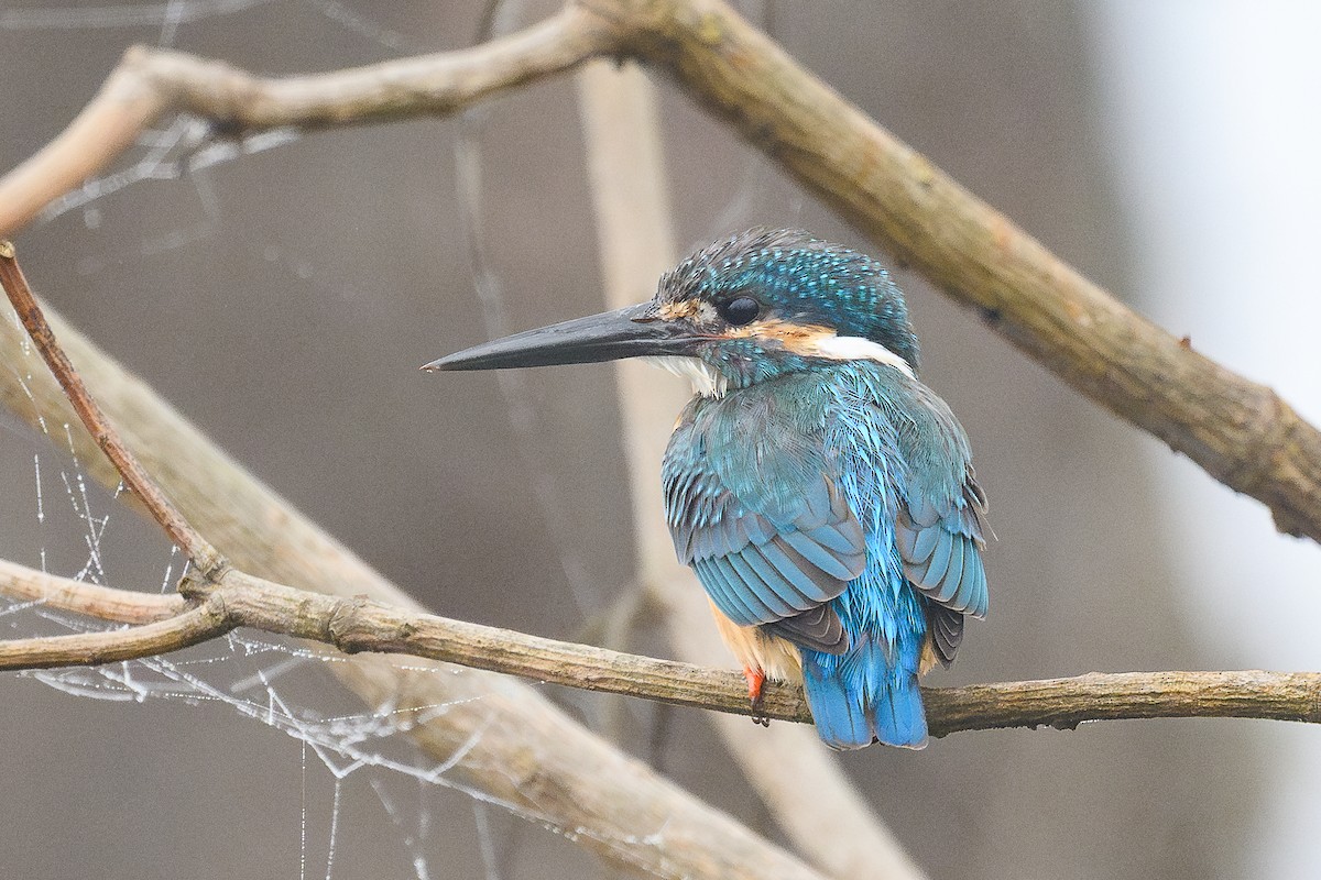 Common Kingfisher - ML647014413