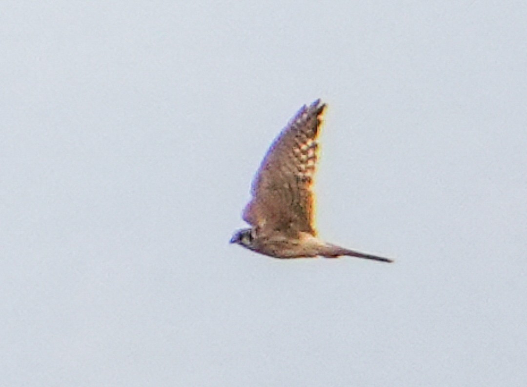 American Kestrel - ML647014414