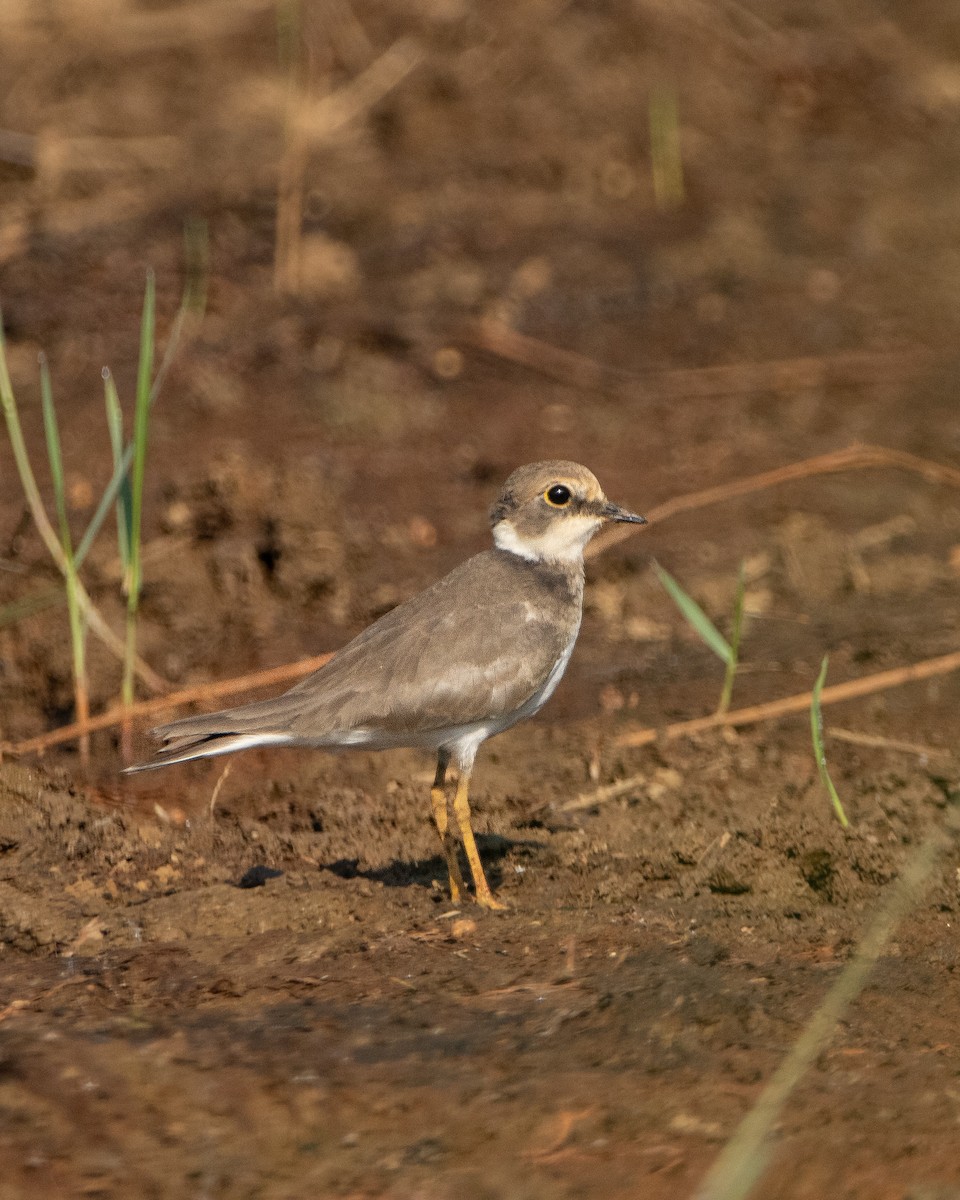 Little Ringed Plover - ML647014415
